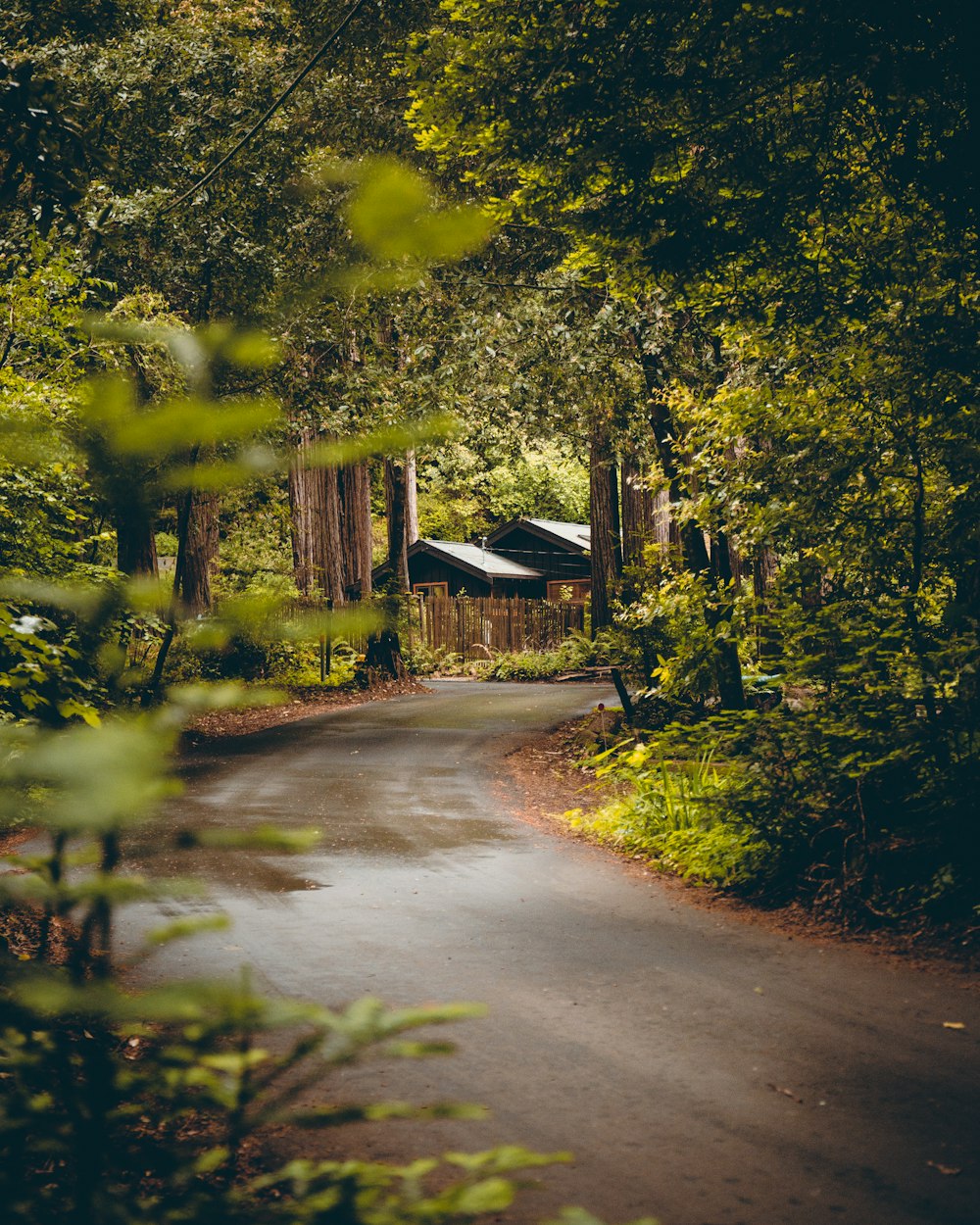 photo of road between trees