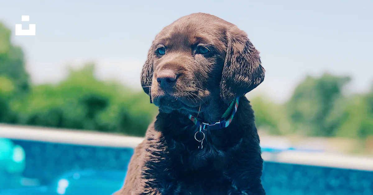 Black Labrador retriever puppy on inflatable floater photo – Free Dog ...
