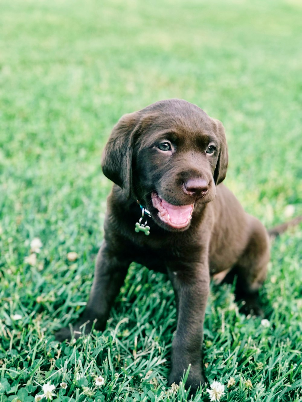 緑の芝生の上のチョコレートラブラドールレトリバーの子犬