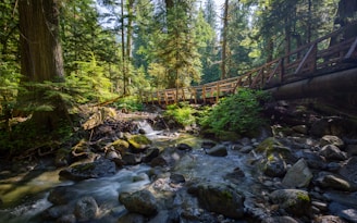 brown wooden bridge over river surrounded by trees