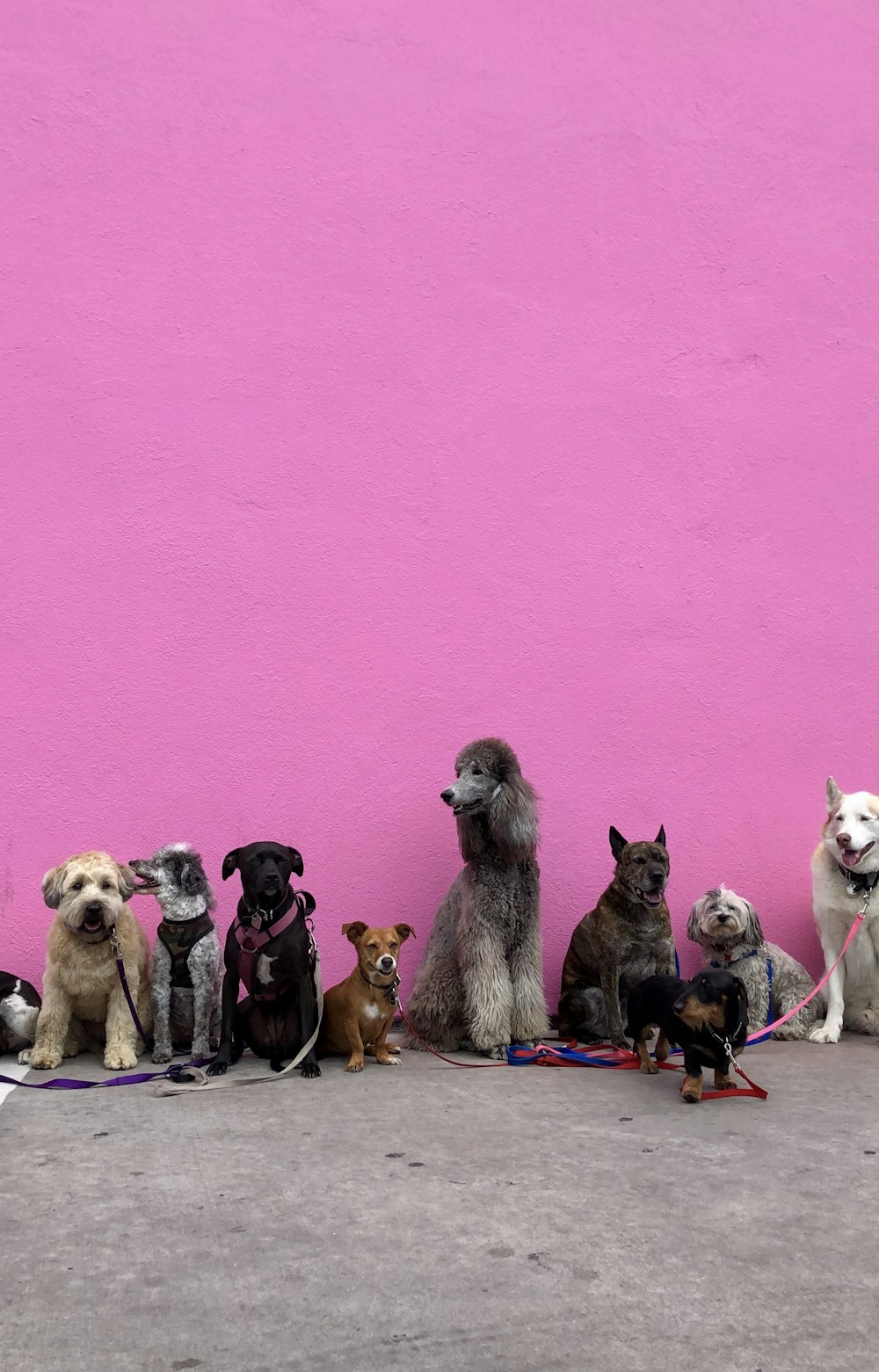 litter of dogs fall in line beside wall