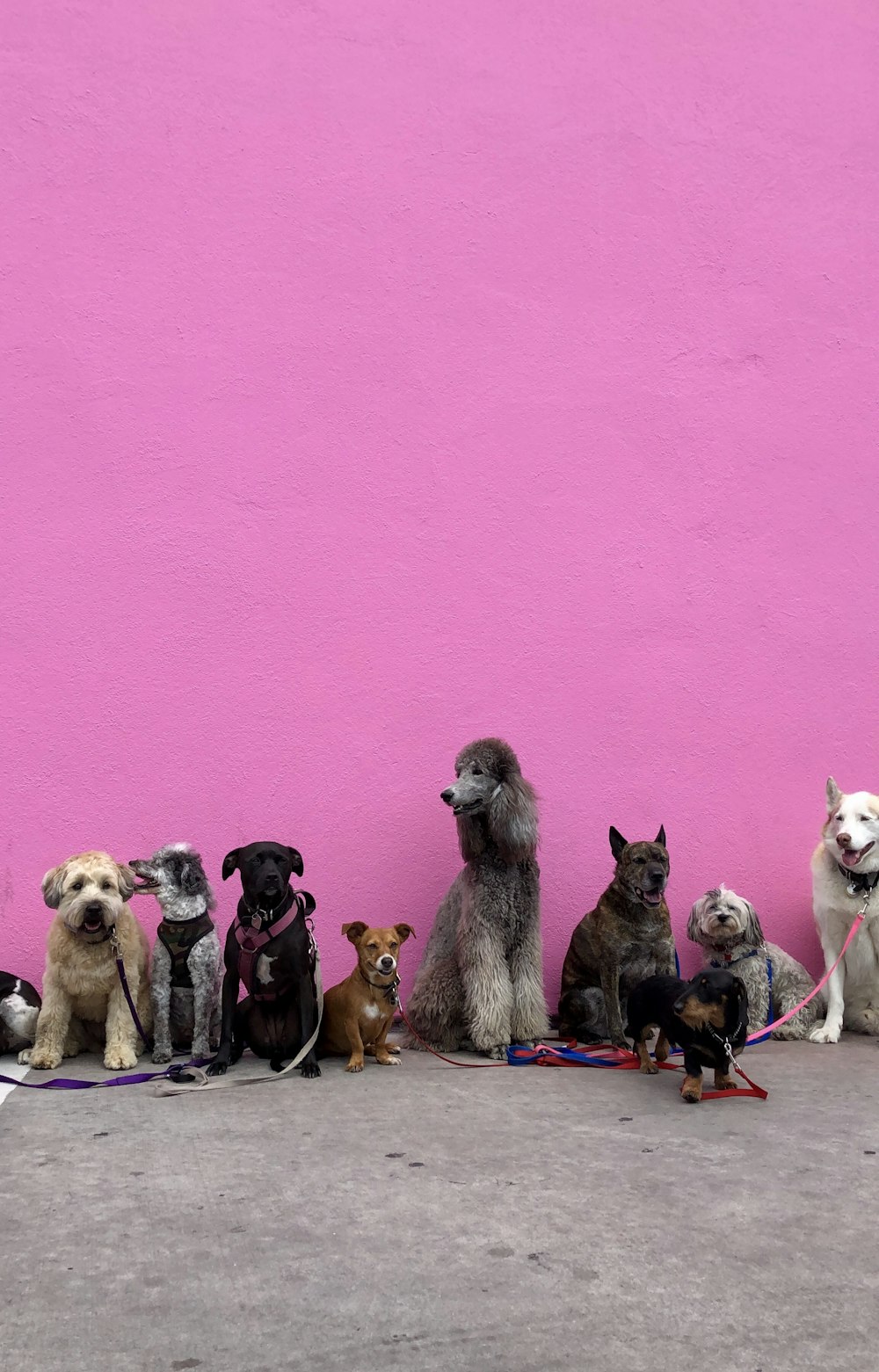 Wurf von Hunden fällt in einer Reihe neben die Wand