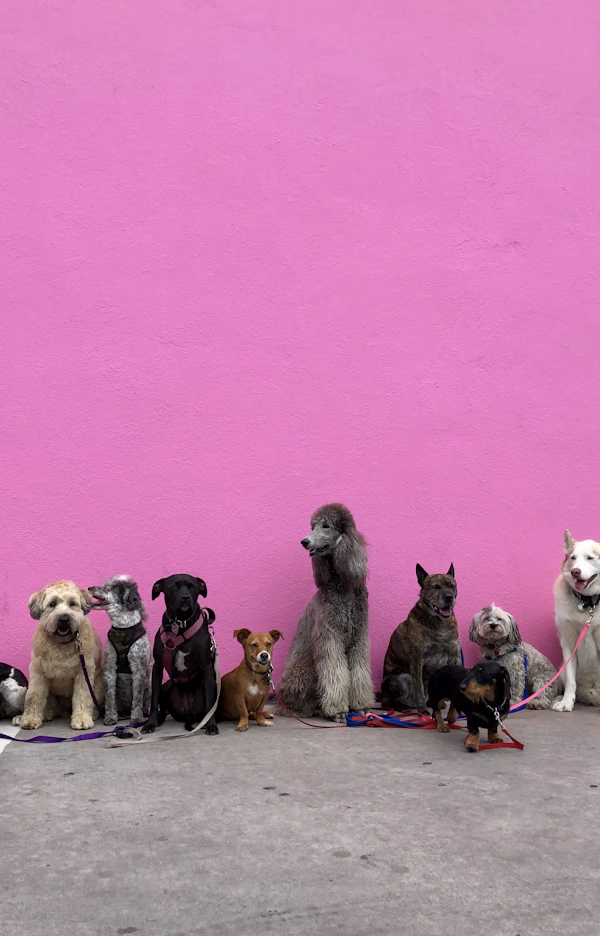 Dog travel