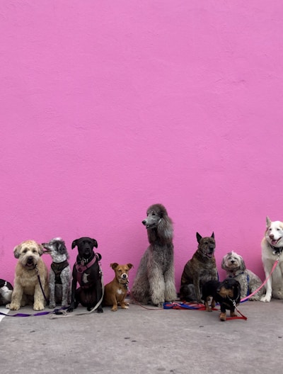 litter of dogs fall in line beside wall