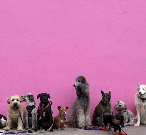 litter of dogs fall in line beside wall