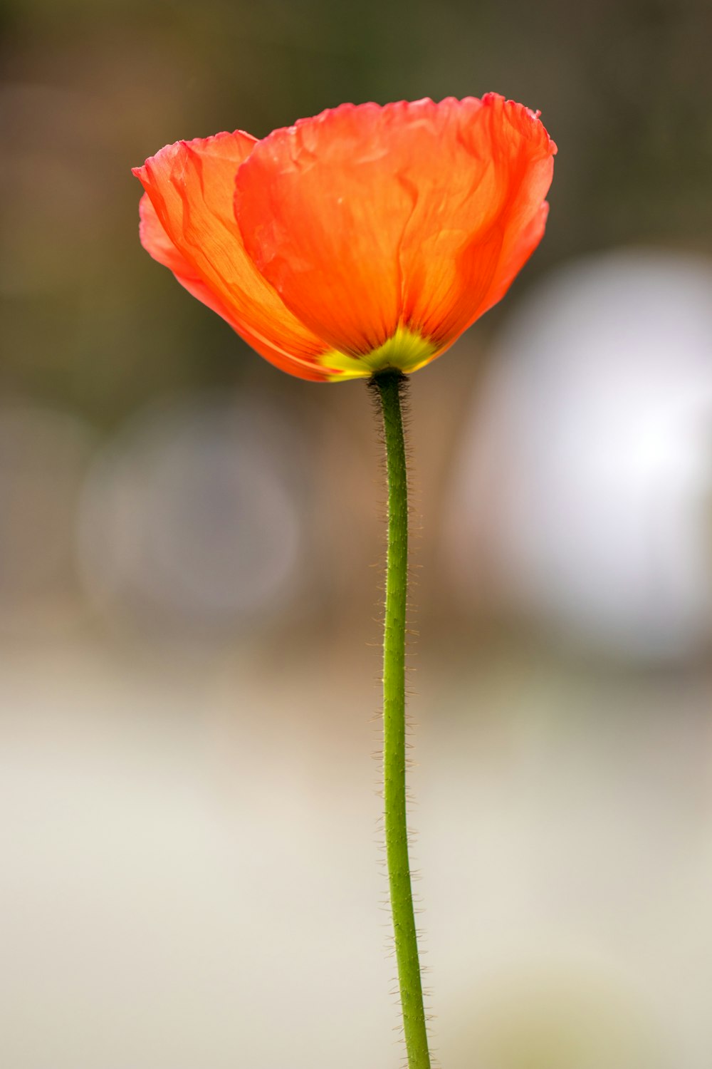 オレンジ色のケシの花