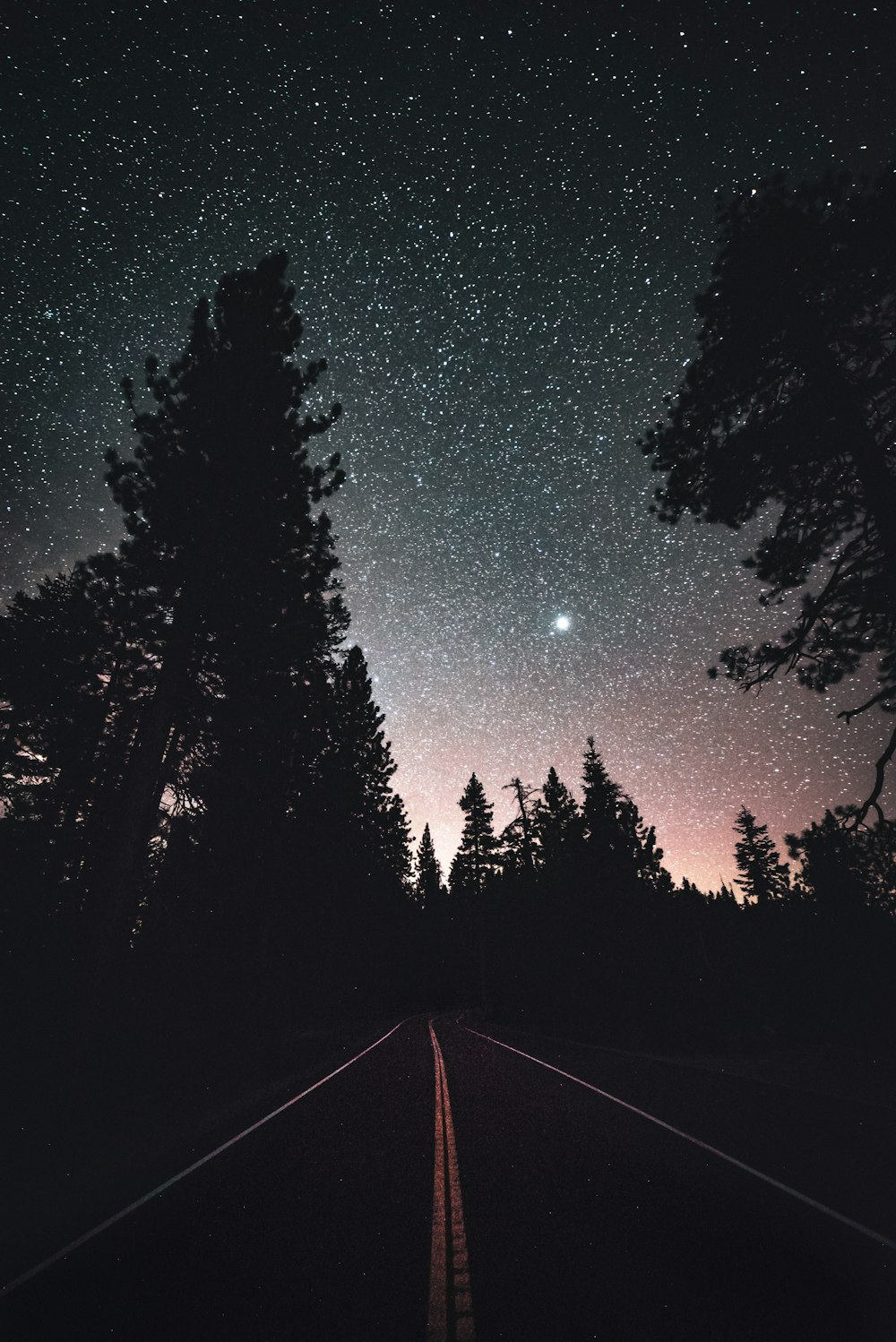 pine trees silhouette during night time