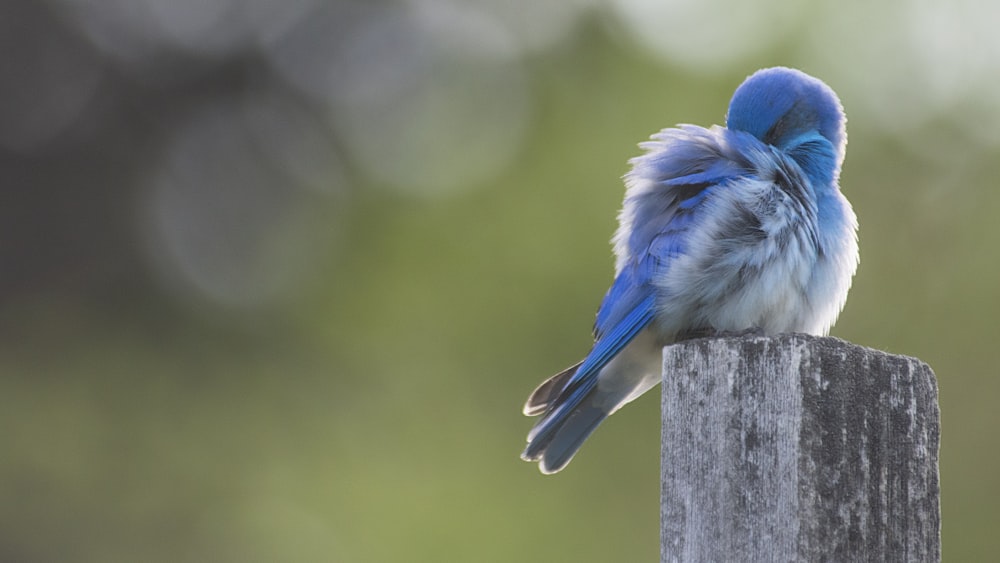 pájaro azul posado en tablón