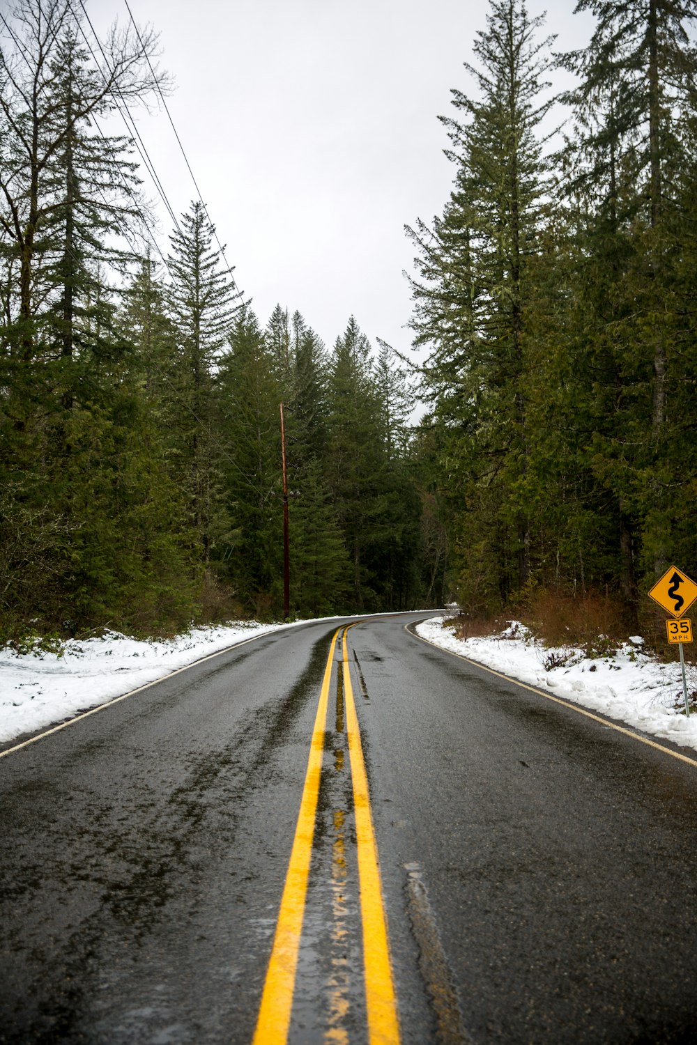 road surrounded by green leafed trees