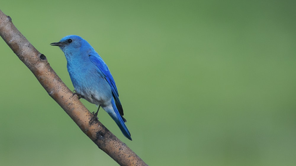 枝にとまった青い鳥