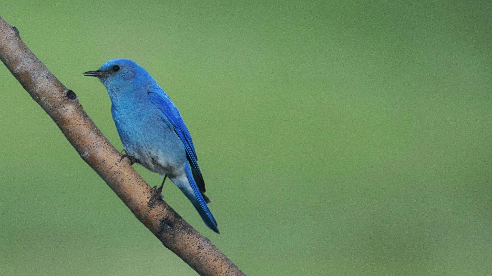 blue bird perched on branch
