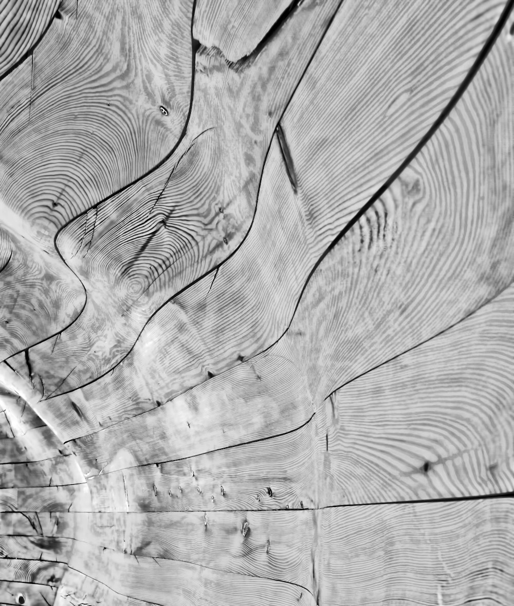 Una foto in bianco e nero di un tronco d'albero