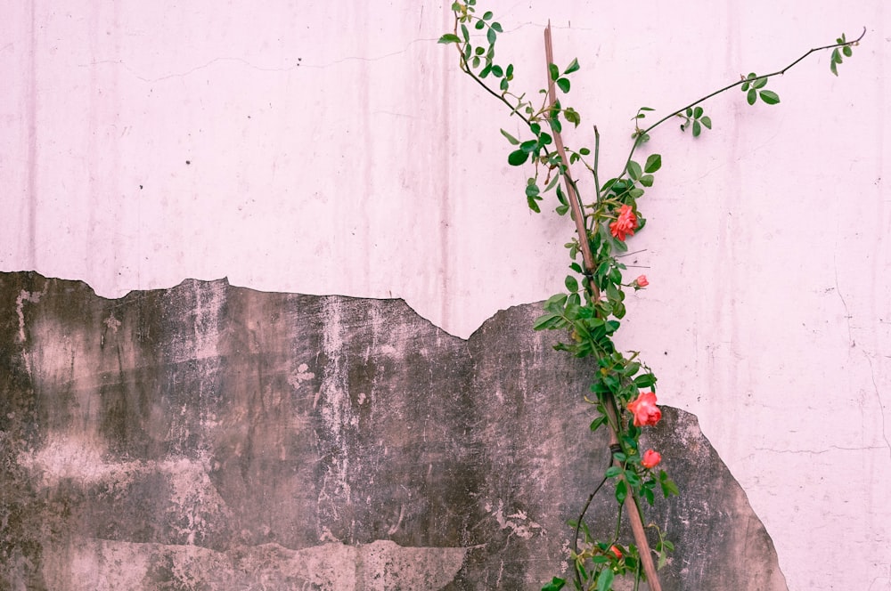 fleurs aux pétales roses à côté du mur