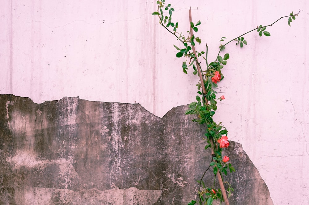 pink petaled flowers beside the wall