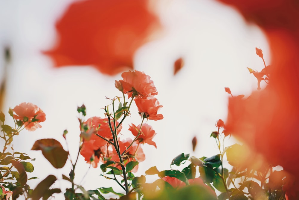 selective photography of pink petaled flowers at daytime