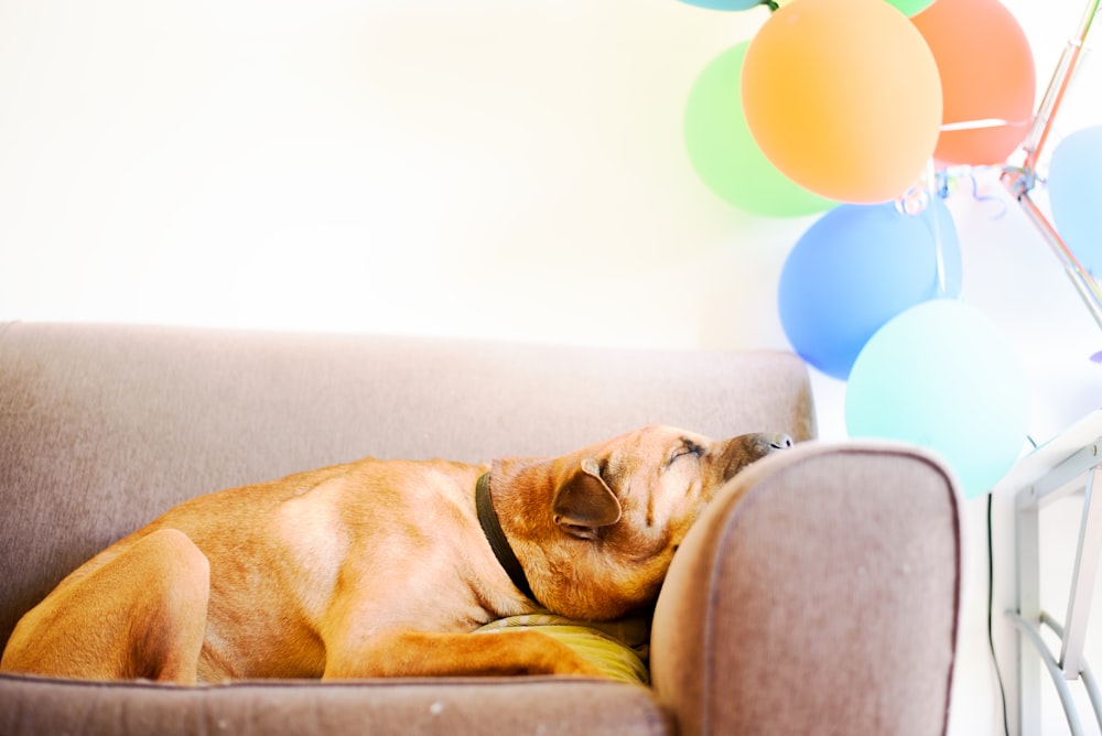 brown dog sleeping on brown couch