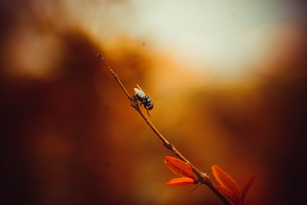 selective focus photography of house fly on plant