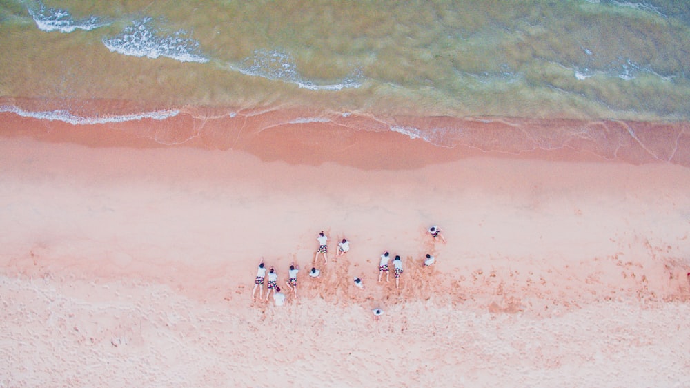 aerial photography of people lying on seashore during daytime