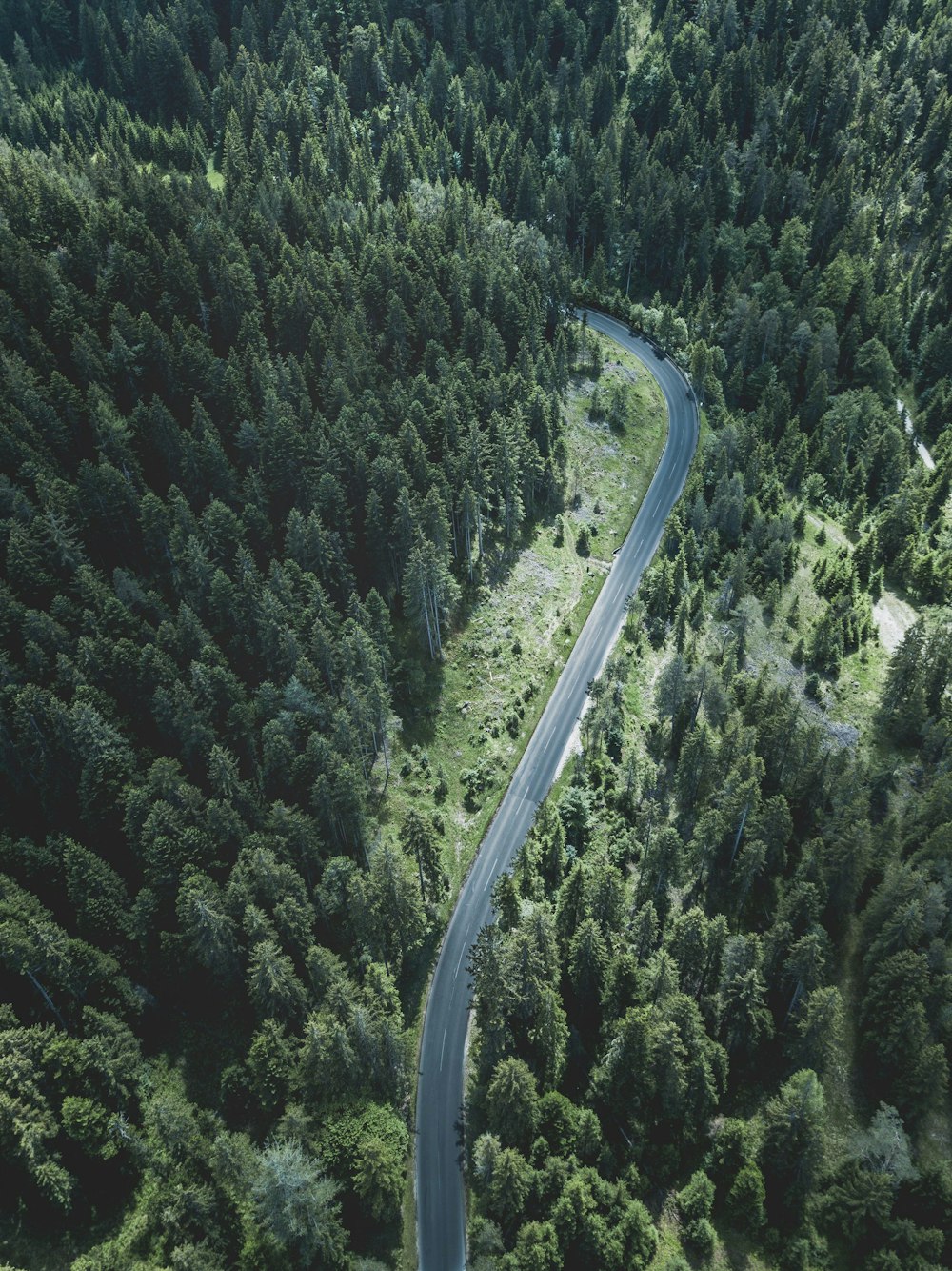 Carretera rodeada de árboles