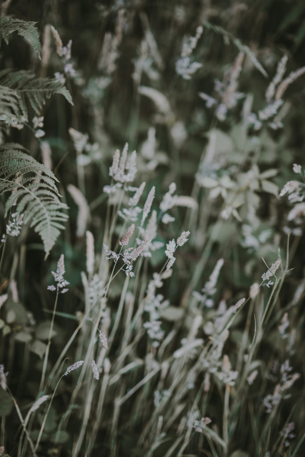 shallow-focus photography of white flowers