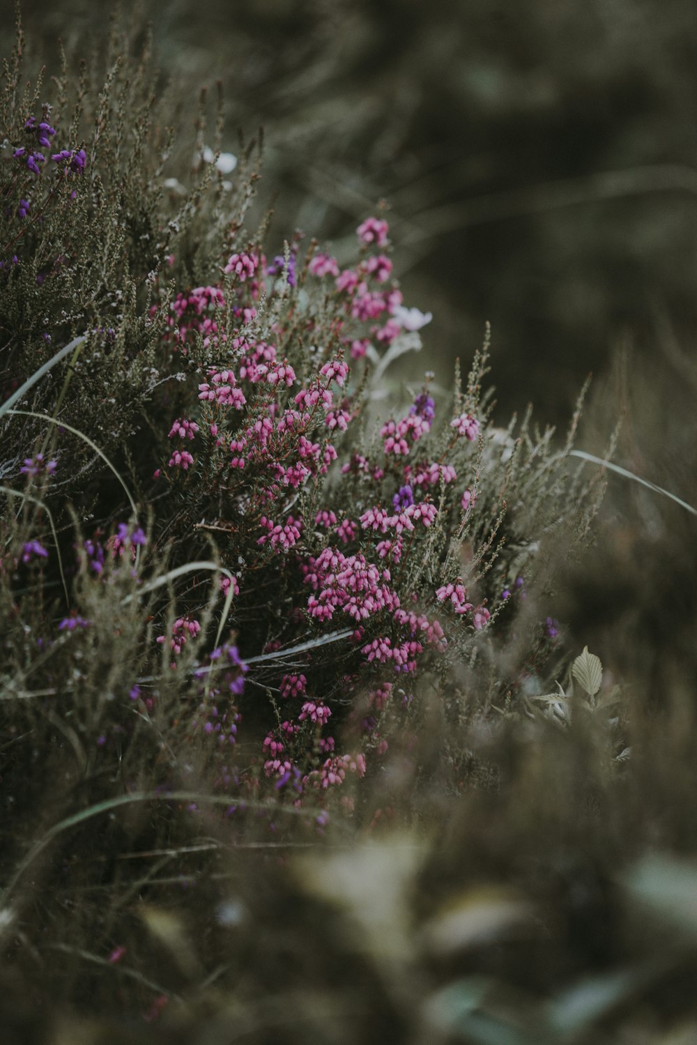 selective focus photo of pink and purple petaled flowers at daytime