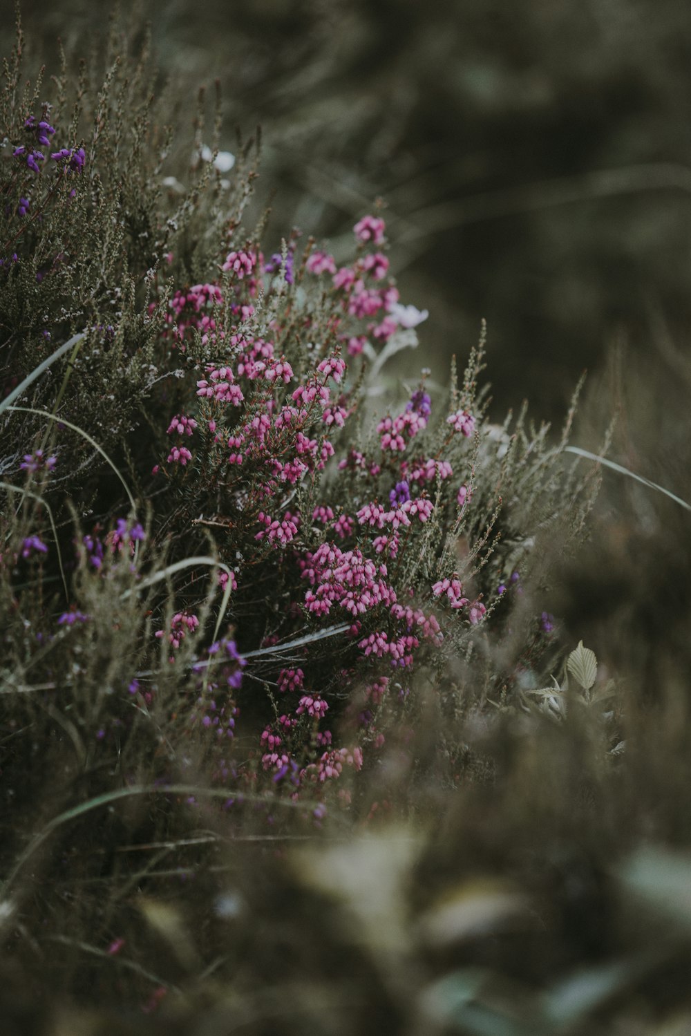 photo de mise au point sélective de fleurs à pétales roses et violets pendant la journée