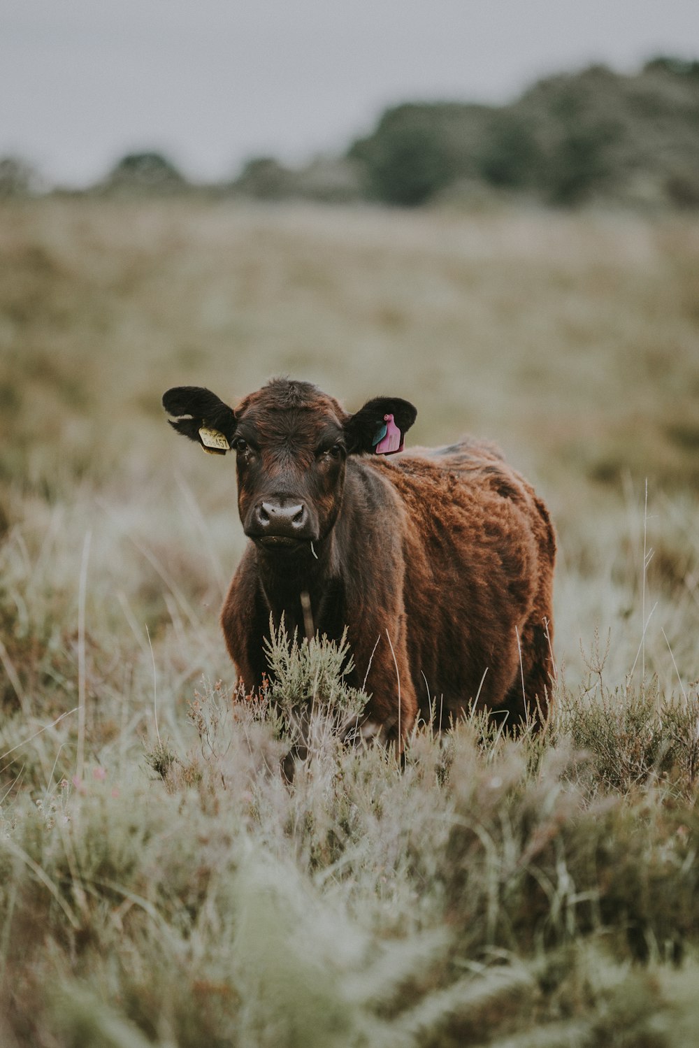 brown animal on green grass