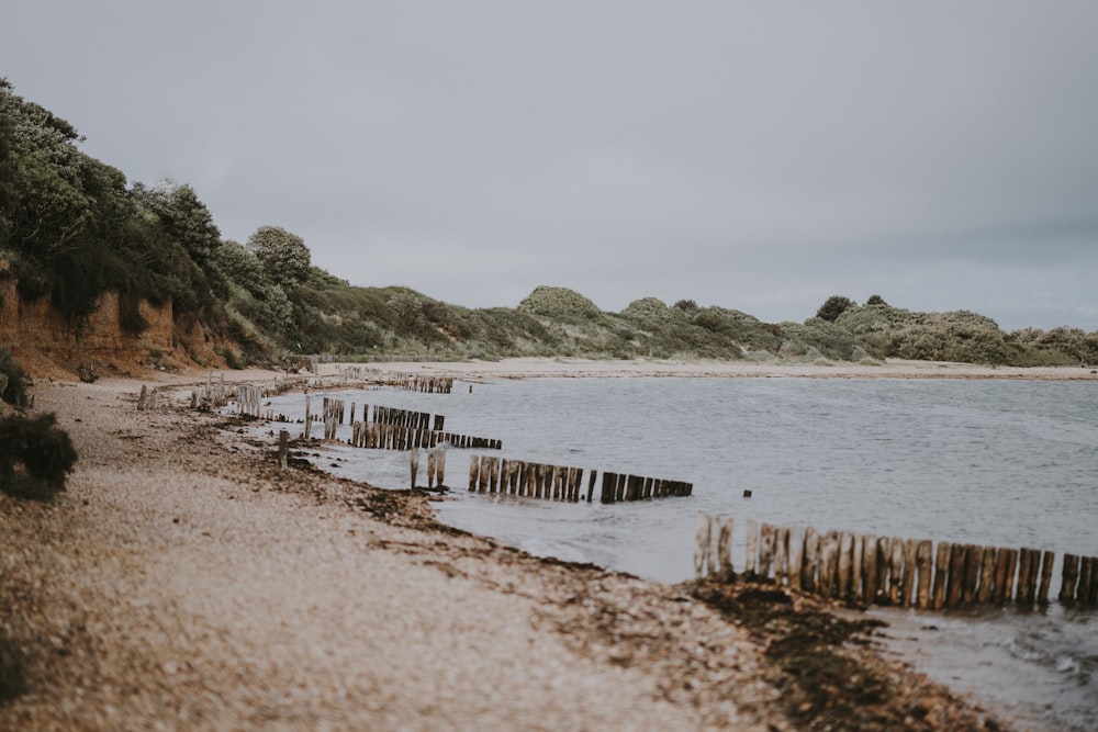 brown fence on seashore near trees