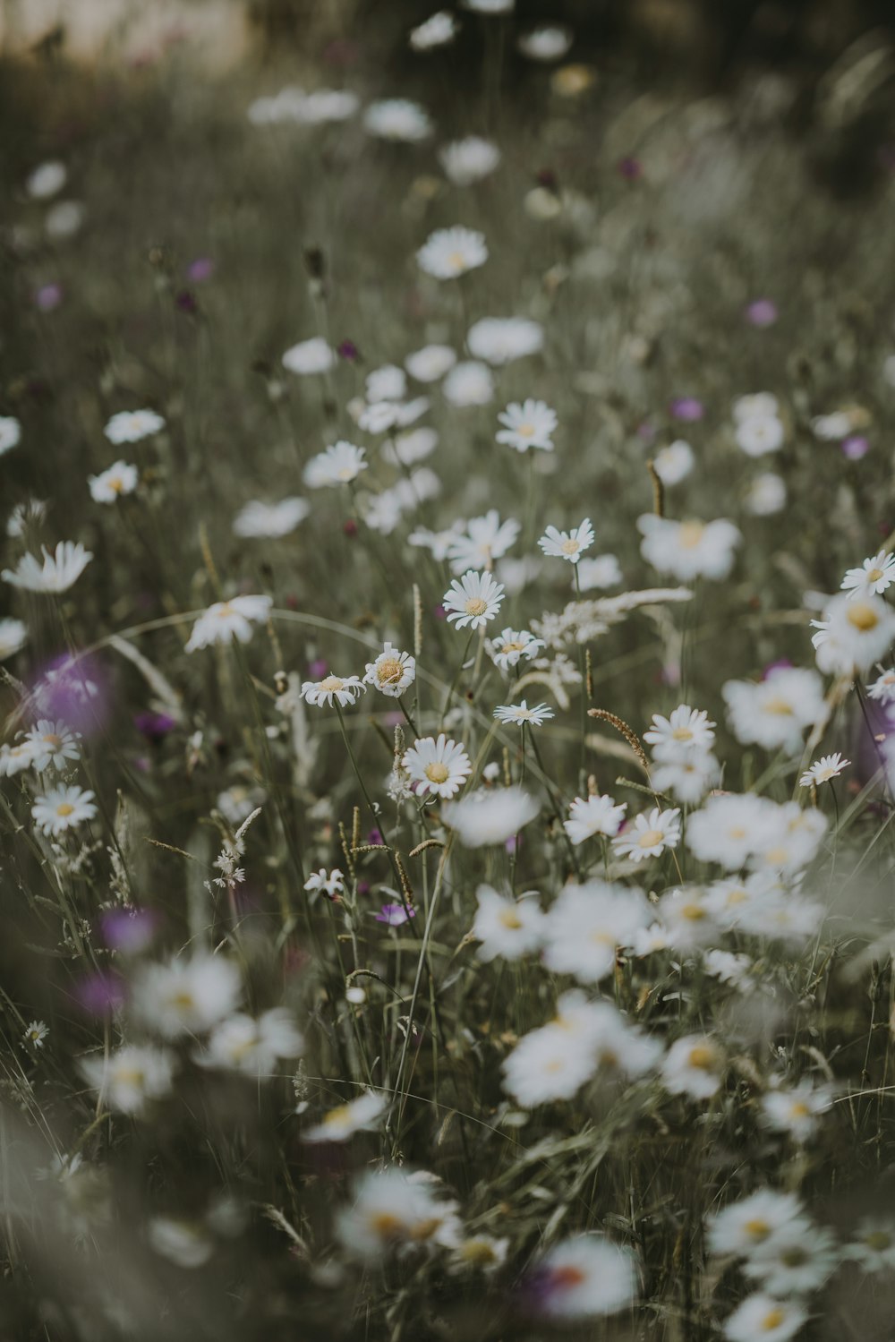 close up photography of white daisy flowers