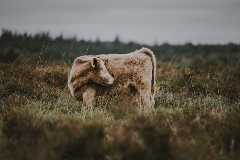 brown cow on grass field