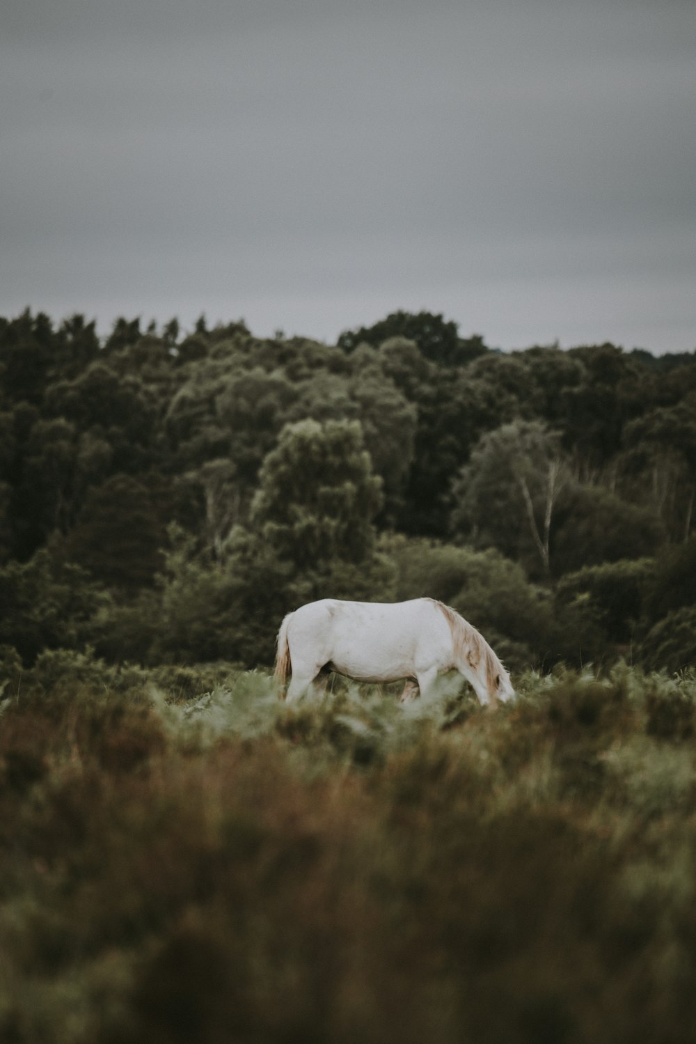 white horse on grassland during daytime