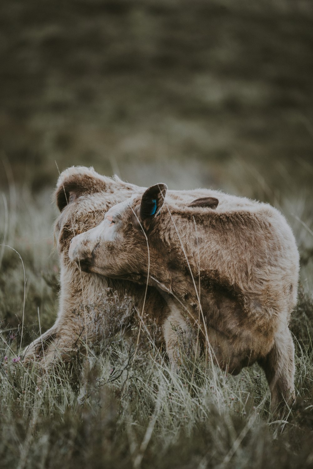 gray cow