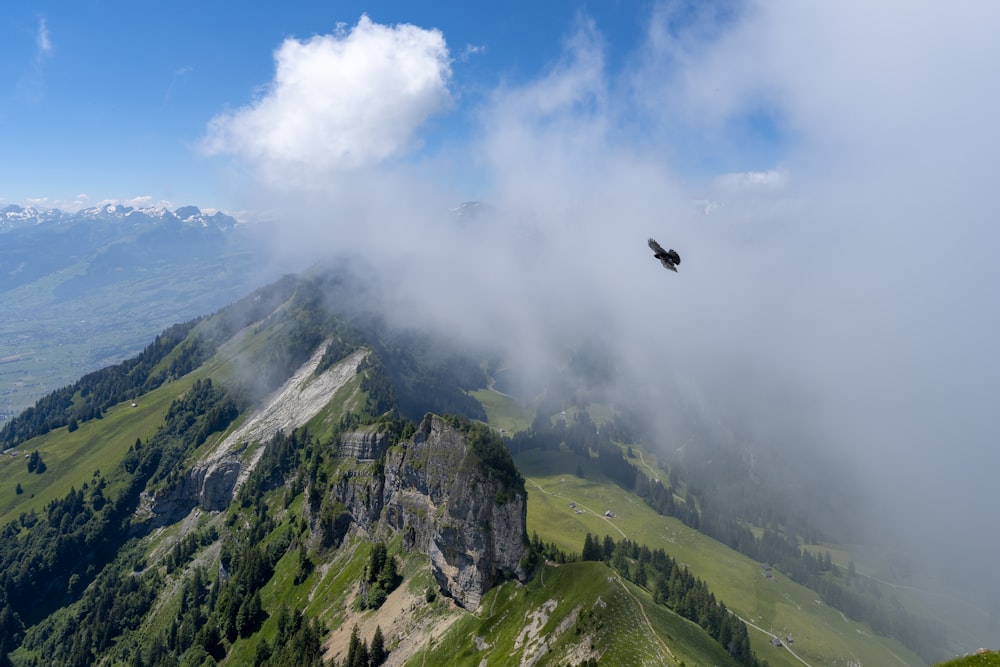 a bird flying over a lush green hillside