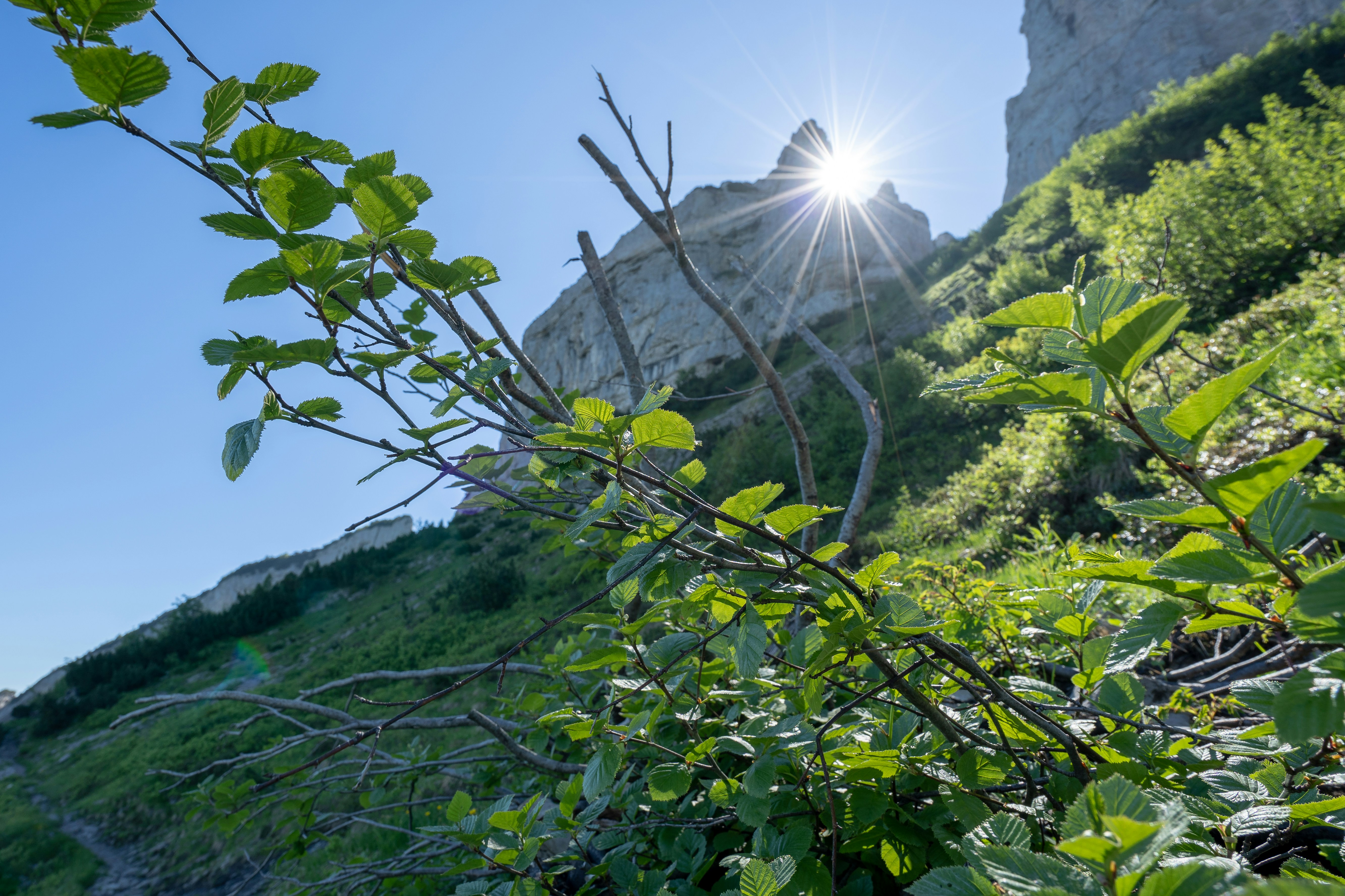 foto-el-sol-brilla-intensamente-a-trav-s-de-las-hojas-de-un-rbol