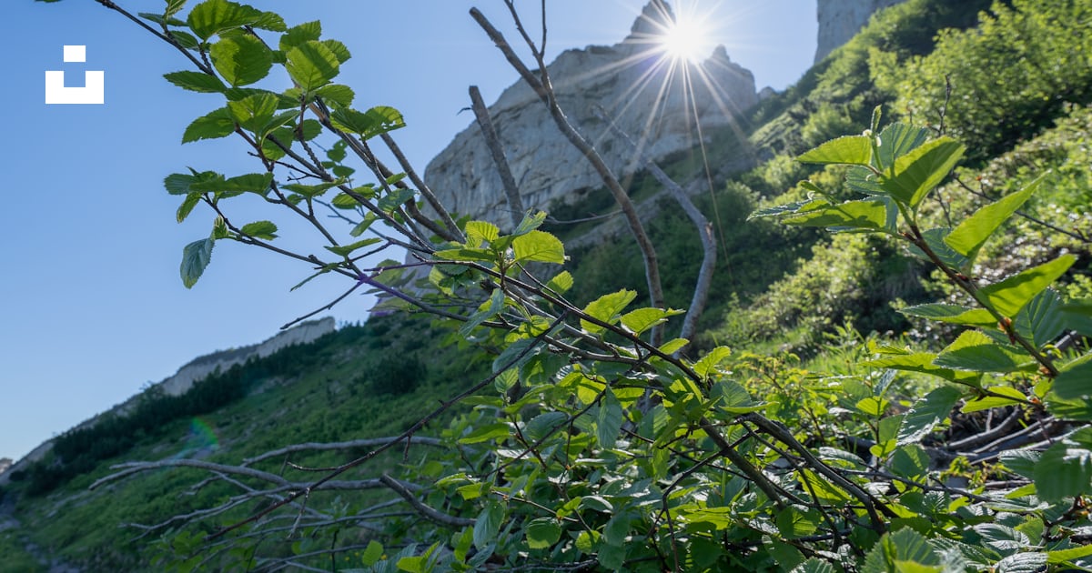 Foto El Sol Brilla Intensamente A Trav s De Las Hojas De Un rbol foto-el-sol-brilla-intensamente-a-trav-s-de-las-hojas-de-un-rbol