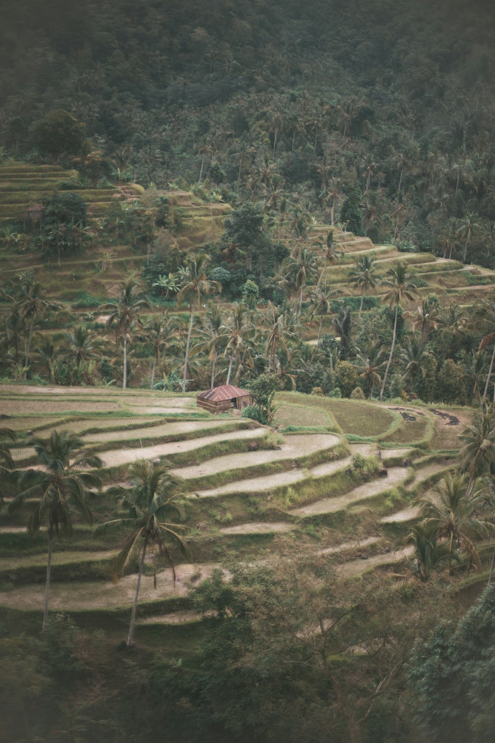 Banaue Rice Terraces, Philippines