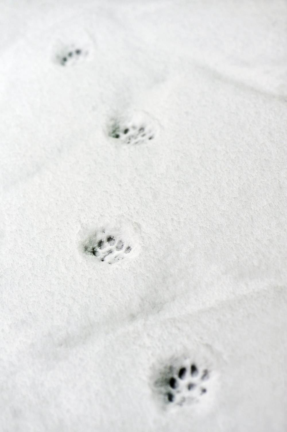 Huellas de patas de nieve