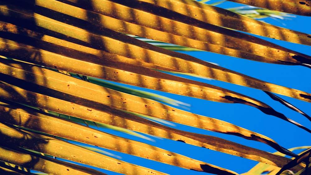 Fotografía de primer plano de hojas de palma de coco