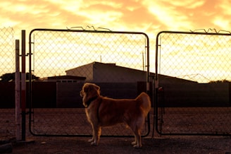A golden retriever stands in front of a chain-link gate, gazing towards the horizon. The background features the silhouette of a building with a vibrant sunset sky, casting warm yellow and orange tones across the scene.