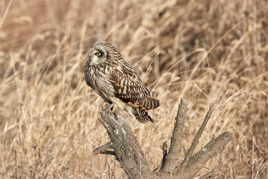 brown owl on top of tree branch surrounded by wheat in Yeoju-gun South Korea