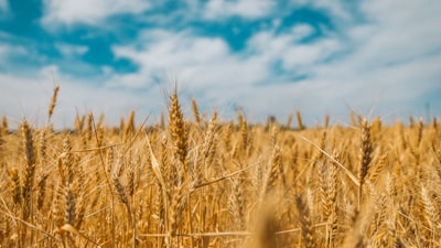 wheat field harvest zoom background