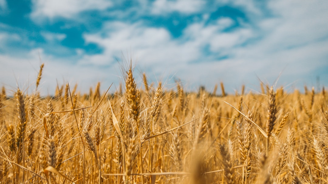 Boundless fields of wheat in the east of Ukraine