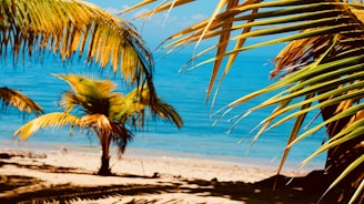 A stunning view of Golden Sand Villa's sunlit exterior with palm trees swaying against a clear blue sky.