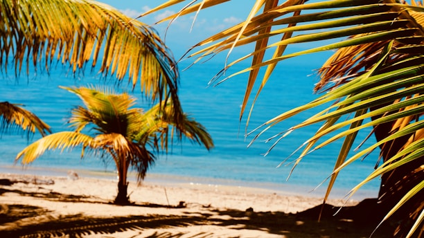A bright, inviting Florida beachfront rental with palm trees swaying under a clear blue sky.