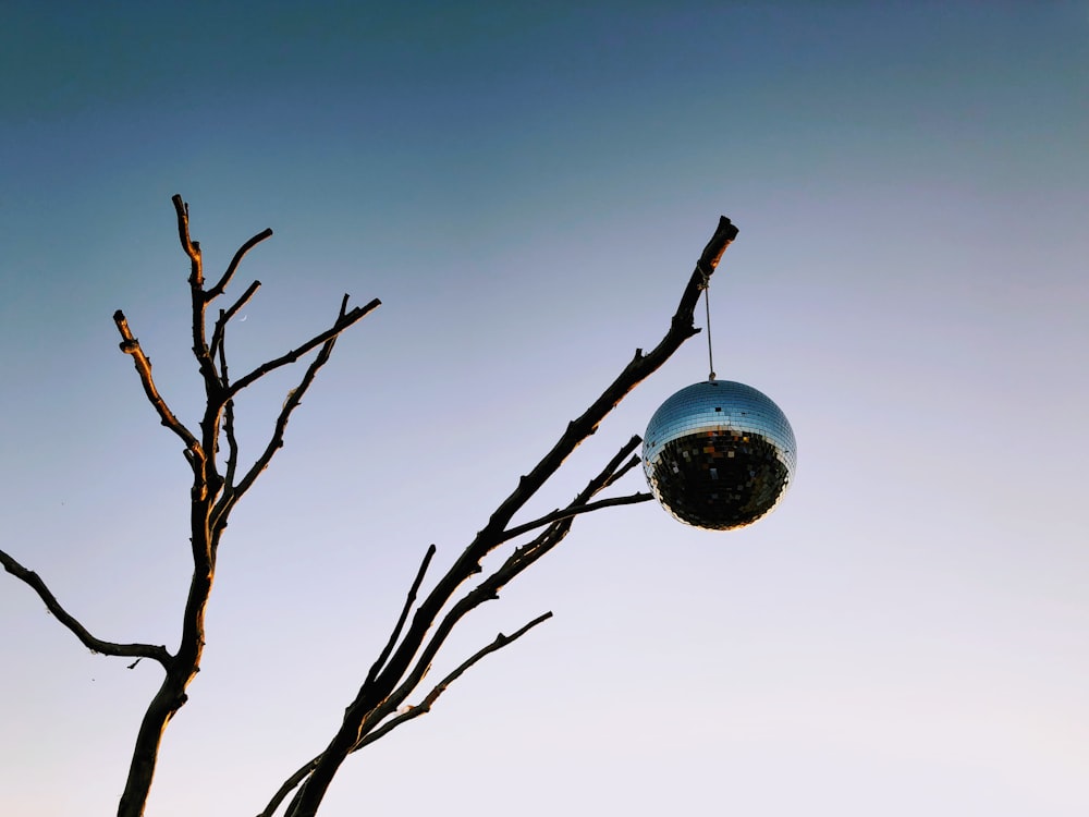 Silberne Spiegelkugel an verdorrtem Baum aufgehängt
