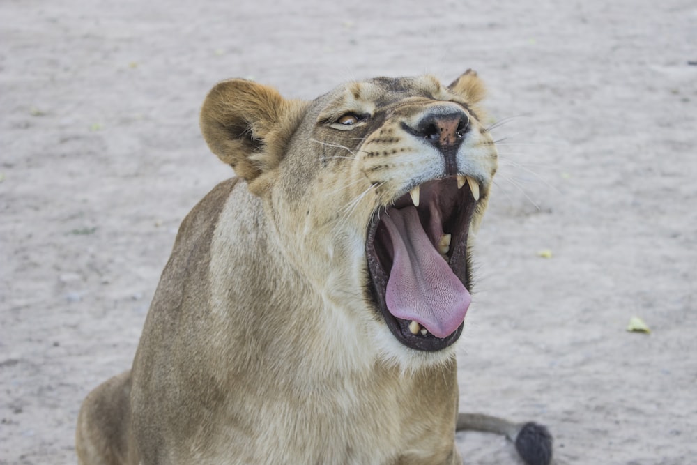 Lionne assise sur une surface grise