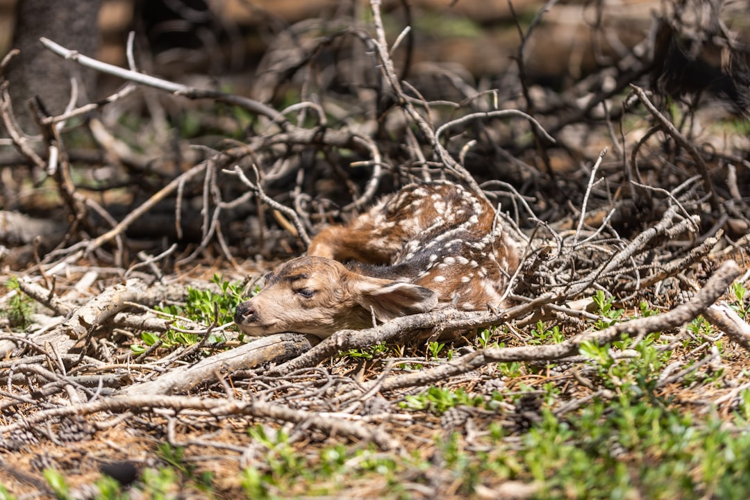 brown animal lying on grass