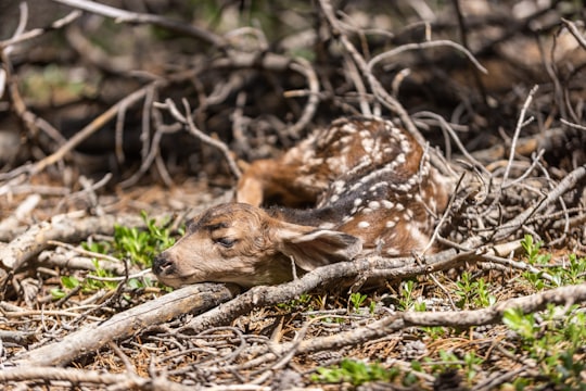 brown and black reindeer on tree logs in Evergreen United States