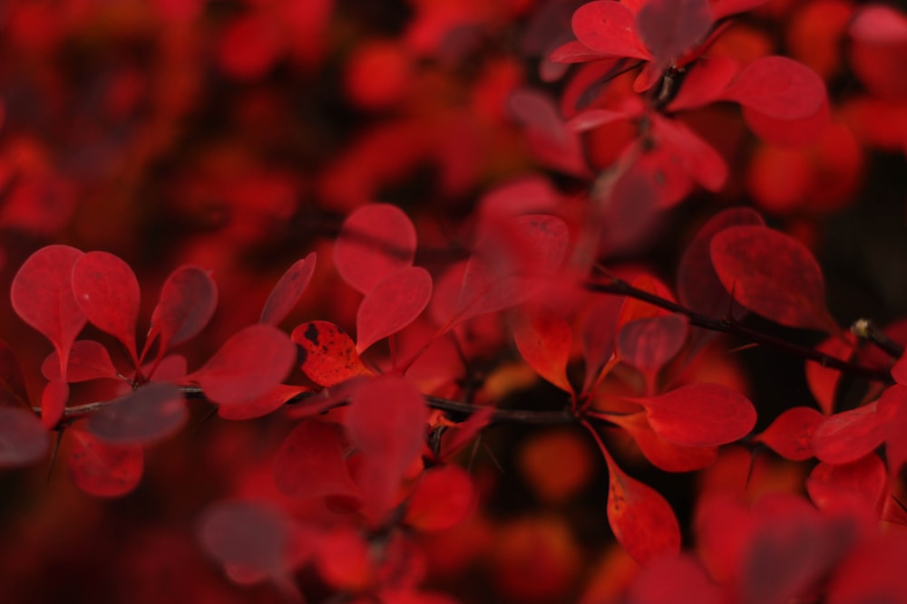 macro shot of red flowers