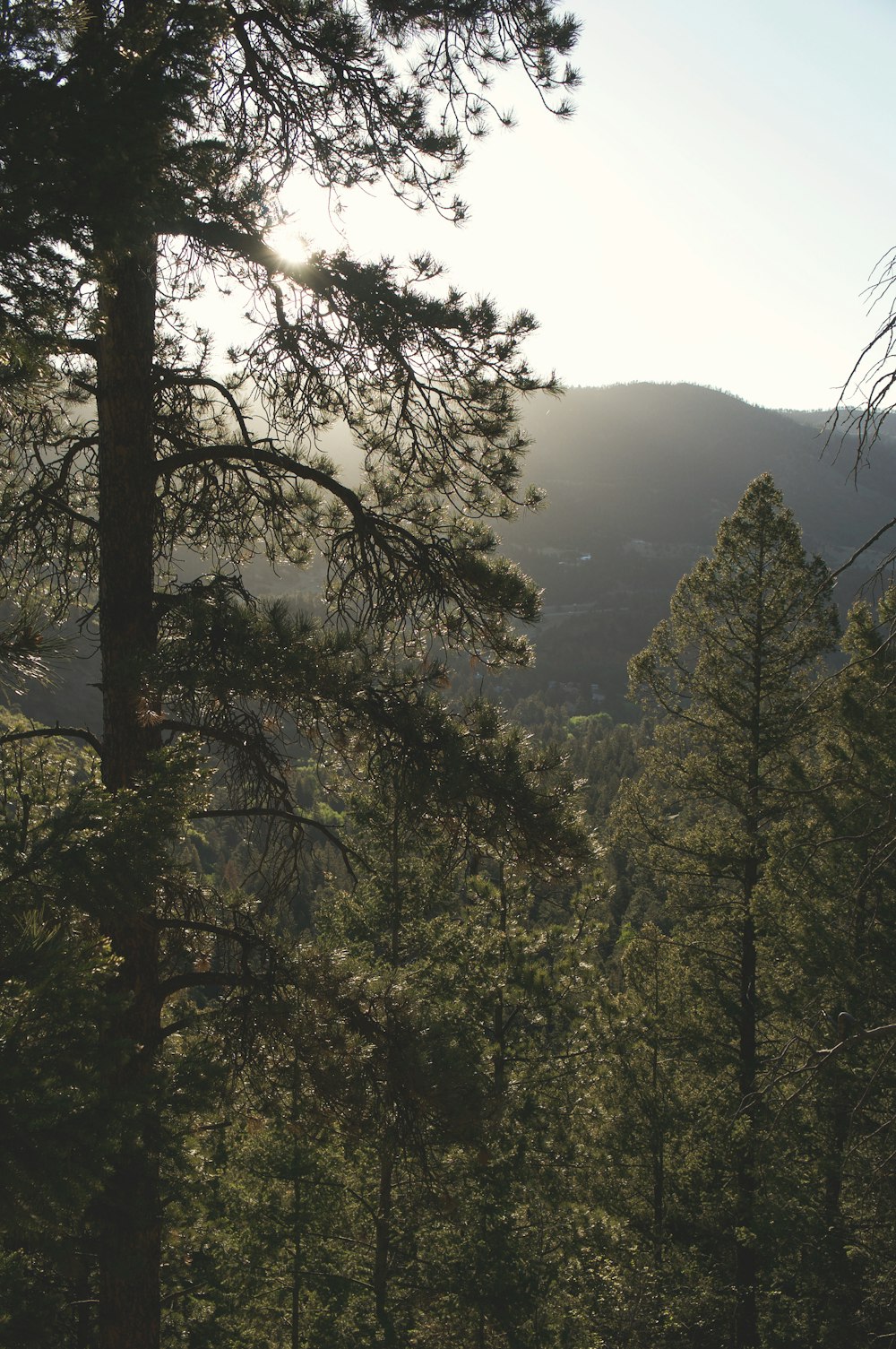 view of mountains filled with trees